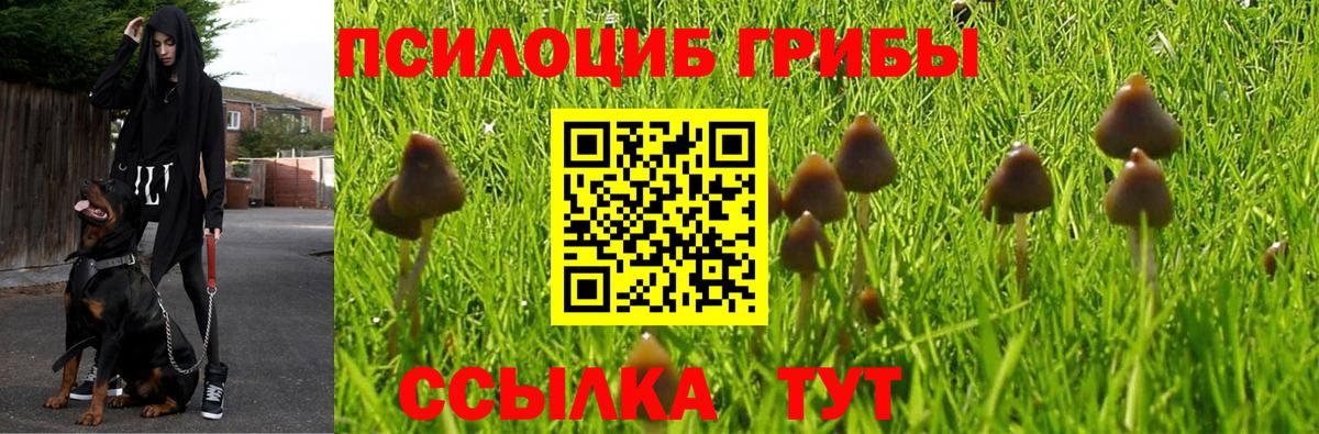 Псилоцибиновые грибы Psilocybe Нововоронеж